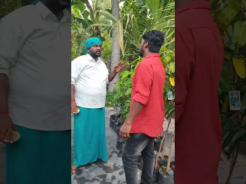 💯🥰தாய்லாந்தின் மான் மாமரம் 🍋 #மாமரம் #mangotree