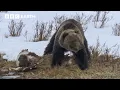 Download Lagu Grizzly Bear vs Scavengers: Kdo získá cenu Frozen? | BBC Země