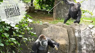 female gorilla trying to get silverback s attention with bold behavior monta u0026 momoka