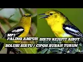 Download Lagu Suara Pikat Sirtu/Cipoh Kejepit Paling Ampuh