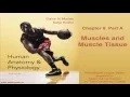Anatomy Physiology Chapter 9 Part A Lecture Muscles and Muscle Tissue