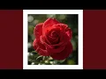 Lagu Red Rose