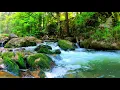 A stream sounds in the middle of a forest | Suara aliran sungai di tengah hutan @natural_views
