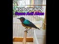 Download Lagu Kolibri wulung suara asli alam