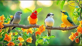 Stress Relief At Work Birdsong Piano To Unlock Focus 