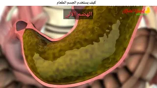 1 علم التغذية والمعالجة الغذائية  1 علم التغذية والمعالجة الغذائية