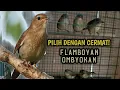 Download Lagu CARA MEMILIH BURUNG FLAMBOYAN DI OMBYOKAN ALA HAMDANTV