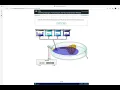 PhysioEx Exercise 3 Activity 8 Synaptic Transmission and Neurotransmitter Release