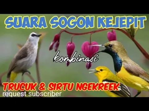 Download MP3 Suara Pikat Sogon Kejepit Kombinasi Burung Sirtu Terancam Dan Trucuk Ribut