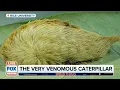 Invasive Venomous Caterpillars are in Texas