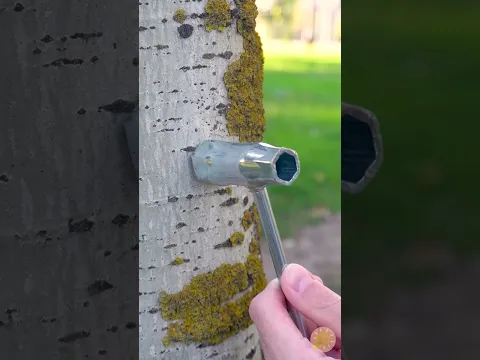 1-Minuten-Pflanzenzucht
