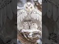 Download Lagu Owl sound 🦉 #owlsounds #animals #birds #owl #nature #whatsappstatus #shorts