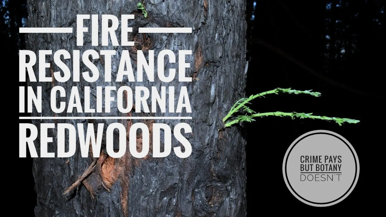 Redwood Regeneration & Santa Cruz Cypress