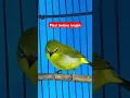 Download Lagu pleci betina Birahi Memanggil Jantan #plecigacor