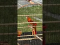 Red hooded siskin singing | Cardenalito venezuela cantando | Carduelis Hybrid | Spinus f1 canary mix