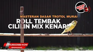 masteran kenari gacor isian cililin sambung kenari panjang masteran kenari terbaik untuk burung juar