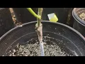How and When to Take Off the Grafting Tape