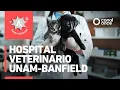A A - UNAM-Banfield Veterinary Hospital