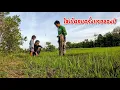 Download Lagu ใส่เบ็ดกบ กินข้าวแลงอยู่นากับครอบครัว | ໃສ່ບັດກົບເທື່ອທຳອິດຂອງປີ
