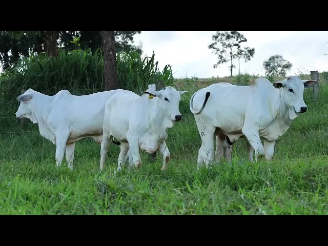 4 Novilhas Nelore P.O.
