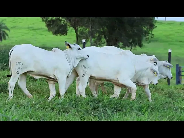 4 Novilhas Nelore P.O.