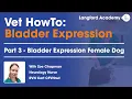 How to Express a Bladder Female Dog