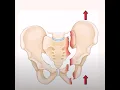 Anatomy of Lower Limb Part-3 Osteology of Acetabulum Obturator Foramen Applied Anatomy of Hip