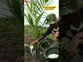 Download Lagu pemupukan sawit umur 1 bulan di tanam menggunakan pupuk urea #shortvideo