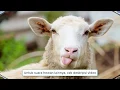 Download Lagu Suara Kambing, Domba, Embe Mengembik Asli dari Alam (Sound The Sheep)