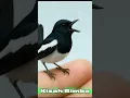 Download Lagu MINI BIRD Goci black white singing #birds #shorts