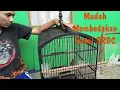 Download Lagu Cara Membedakan Trotol SRDC Jantan Dan Betina