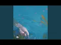 Download Lagu Mermaid