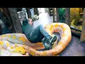 INJURED WHILE HANDLING AN 18 FOOT GIANT SNAKE BRIAN BARCZYK