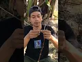 Download Lagu Cara pikat burung ciblek sawah #bolang #cakluqchannel #pikatburung #cariburung #sarangburung