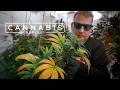 Growing Award-Winning Cannabis in a Residential Garage PARAGRAPHIC