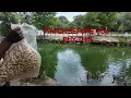 Forest Haven Raw Peanuts Review Best Squirrel Food for Wildlife