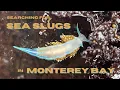 Tidepooling in Monterey California - On the Search for Sea Slugs