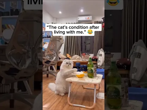 The cat's condition after living with me...