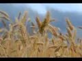 Download Lagu Abdullah Al-Matrood - Surat Al-Mu'minun