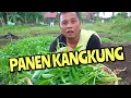 PANEN KANGKUNG ala Senja Gurau