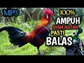 Download Lagu SUARA PIKAT AYAM HUTAN TERBAIK//PIKAT AYAM HUTAN MANTAP