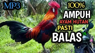 SUARA PIKAT AYAM HUTAN TERBAIK//PIKAT AYAM HUTAN MANTAP