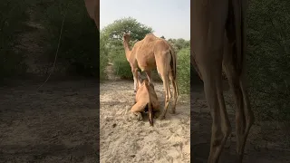 ع ن ق ود ال ج م ل م ع الن اق ة و ق د و ض ع ال ج م ل ق د م ي ه ال أ م ام ي ت ي ن ع ل ي ه ا 