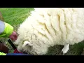 Download Lagu Helen the sheep