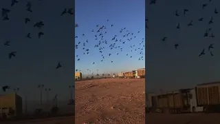 حمام الزاجل سباق المرثوني السعودي سباق عرعر 