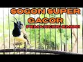 Lagu pancingan sogon gacor memanggil lawan ❗#sogongacor #pancingansogon