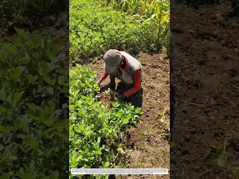 Peanut Harvesting: A Manual Method for Transforming the Crop into Clean Kernels