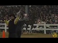 2025 Mid-American Trotting Sale - Stallion Presentation AuctionPro