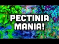 Pectinia Mania! Get to Know These LPS! | Coral Care Guide
