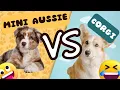 MINI AUSSIE VS CORGI Hana Meets Whiskey